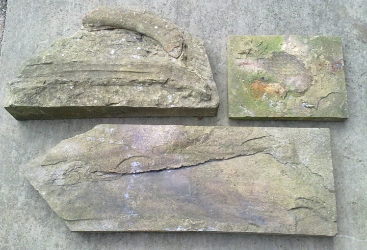 fossils in yorkstone